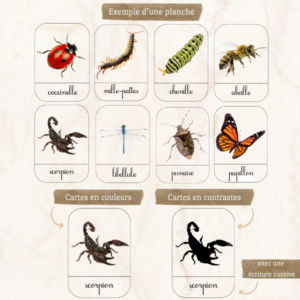 Cartes de nomenclature “Les insectes” 2