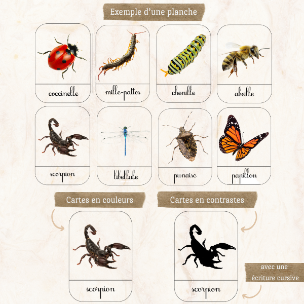 Cartes de nomenclature “Les insectes” 2