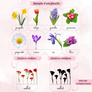 Cartes de nomenclature “Les fleurs” 2