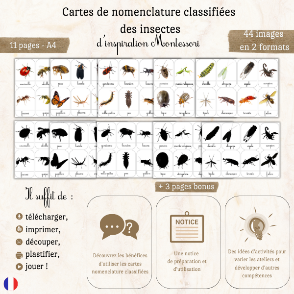 Cartes de nomenclature “Les insectes”